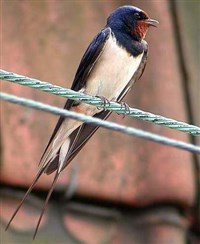 ДЕРЕВЕНСКАЯ ЛАСТОЧКА (Hirundo rustica)