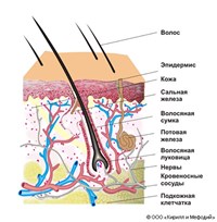 ДЕРМА (строение кожи млекопитающих)