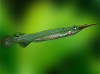 ДЕРМОГЕНИС БОЙЦОВЫЙ