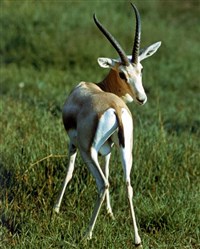 ДЖЕЙРАН (самец)