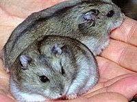 ДЖУНГАРСКИЙ ХОМЯЧОК (на ладонях)