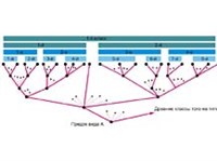 ДИВЕРГЕНЦИЯ (в биологии)