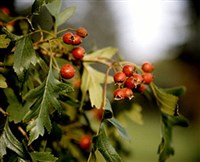 ДИКОРАСТУЩИЕ РАСТЕНИЯ