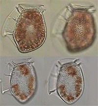 ДИНОФИТОВЫЕ ВОДОРОСЛИ