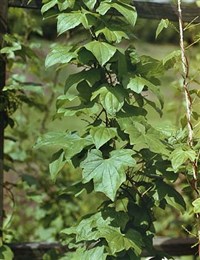 ДИОСКОРЕЯ японская