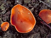 ДИСКОМИЦЕТЫ