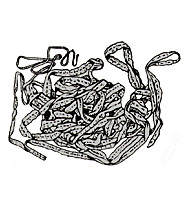 ДИФИЛЛОБОТРИОЗЫ