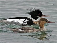 ДЛИННОНОСЫЙ КРОХАЛЬ