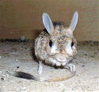 ДЛИННОУХИЙ ТУШКАНЧИК