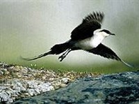 ДЛИННОХВОСТЫЙ ПОМОРНИК (в полете)