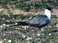 ДЛИННОХВОСТЫЙ ПОМОРНИК (Stercorarius longicaudus)