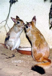 ДОЛГОНОГ (пара)