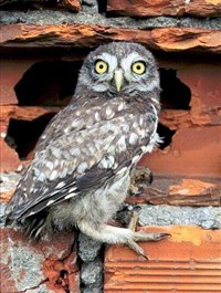 ДОМОВЫЕ СЫЧИ (домовый сыч)