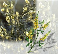 ДОННИК (желтый)