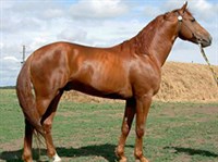 ДОНСКАЯ ПОРОДА