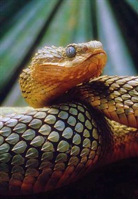 ДРЕВЕСНЫЕ ГАДЮКИ (шершавая древесная гадюка)