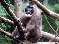 ДРИЛ (Mandrillus leucophaeus)