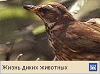 ДРОЗДЫ (белобровик)