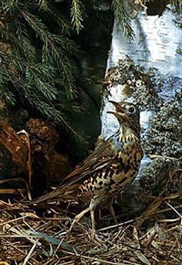 ДРОЗДЫ (деряба)