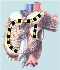 ДУОДЕНАЛЬНОЕ СОДЕРЖИМОЕ (схема)
