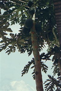 ДЫННОЕ ДЕРЕВО (папайя)