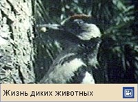 ДЯТЛЫ (видео)