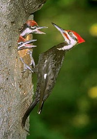 ДЯТЛЫ (хохлатая желна)