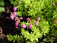 Дабеция кантабрийская – Daboecia cantabrica (Huds.) K.Koch.