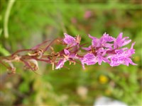 Дактилориза майская – Dactylorhiza mayalis (Rchb.f.) P.Hunt & Summrh.