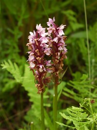 Дактилориза мясо-красная – Dactylorhiza incarnata. (L.) Soo.