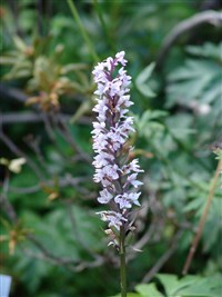 Дактилориза пятнистая – Dactylorhiza maculata (L.) Soo.
