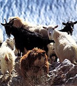 Далмация (козы)