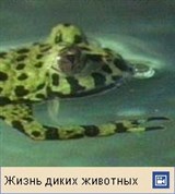 Дальневосточная жерлянка, тигровый уж