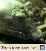 Дальневосточная мягкотелая черепаха