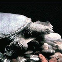 Дальневосточная мягкотелая черепаха 1