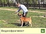 Движение собаки (видео)