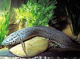 Двоякодышащие рыбы (Эфиопский протоптер)