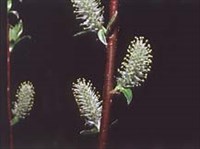 Двудомные растения (женские цветы ивы)