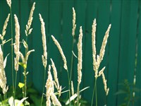 Двукисточник тростниковидный – Typhoides arundinacea (L.) Moench