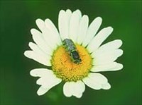 Двукрылые. Муха-львинка