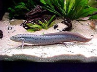 Двулегочниковые рыбы (Протоптер)