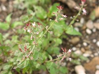 Двулепестник парижский – Circaea lutetiana L.