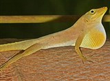 Двупятнистый Анолис (Anolis bimaculatus)