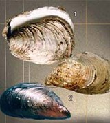 Двустворчатые