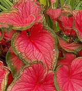 Двухцветный Каладиум (листья)