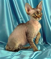 Девон-рекс (котенок)