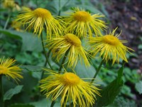 Девясил великолепный – Inula magnifica Willd.