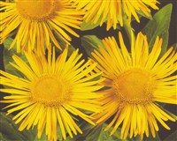 Девясил восточный, железистый – Inula orientalis Lam.