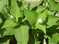 Девясил высокий – Inula helenium L. (1)