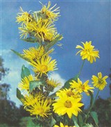 Девясил высокий – Inula helenium L. (2)